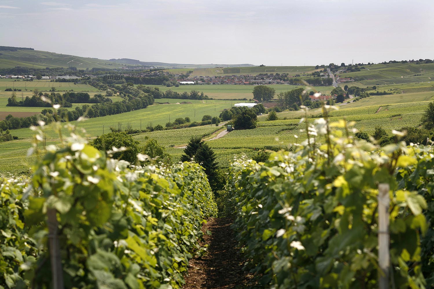 Vue sur Mardeuil